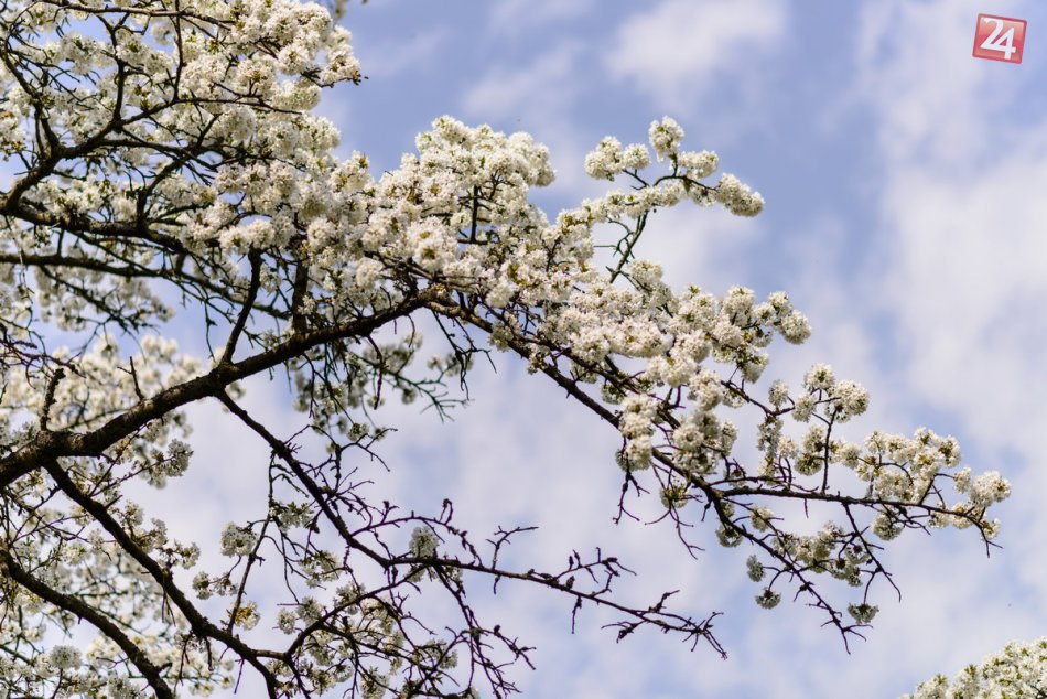 Ilustračný obrázok k článku Jar sa ukázala v plnej kráse, FOTO: Úžasný pohľad na rozkvitnutý čerešňový sad