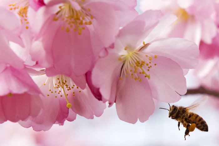 Ilustračný obrázok k článku Na školách v Karlovej Vsi vznikajú bylinné záhradky na záchranu včiel