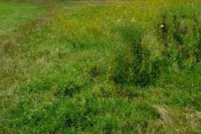 Ilustračný obrázok k článku Dychvyrážajúca udalosť v parku: Keď žena uvidela, čo mladík robí, hneď volala políciu!