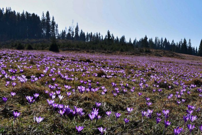 Ilustračný obrázok k článku Pozriete na to a vaše oči zažijú krásne potešenie: Pod Tatrami sa objavili fialové koberce