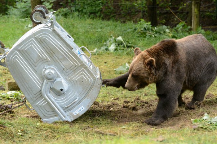 Ilustračný obrázok k článku Odborníci o medveďoch v okolí Žiliny: Máme ich tu požehnane!