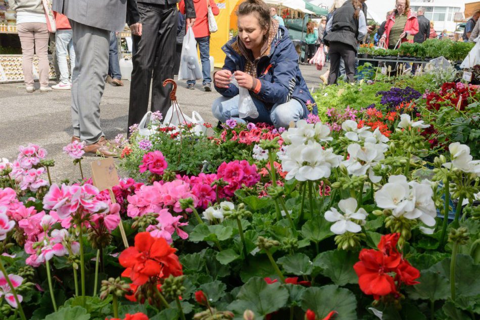 Ilustračný obrázok k článku V Nitre odštartovala Gardenia: Láka retro expozícia i 6-metrový vodopád z kvetov