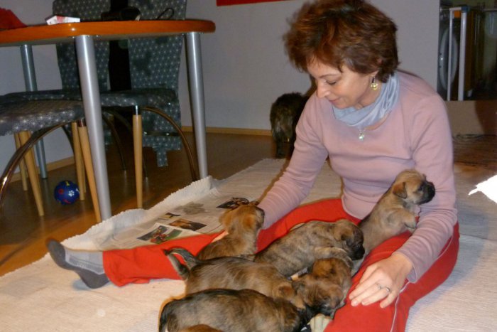 Ilustračný obrázok k článku Bystrická chovateľka v ROZHOVORE: Je neuveriteľné, koľko lásky dostanete od šteniatok