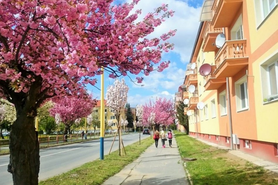 Ilustračný obrázok k článku Hlasovanie o rozkvitnutých uliciach v Prešove: Táto zabodovala najviac!