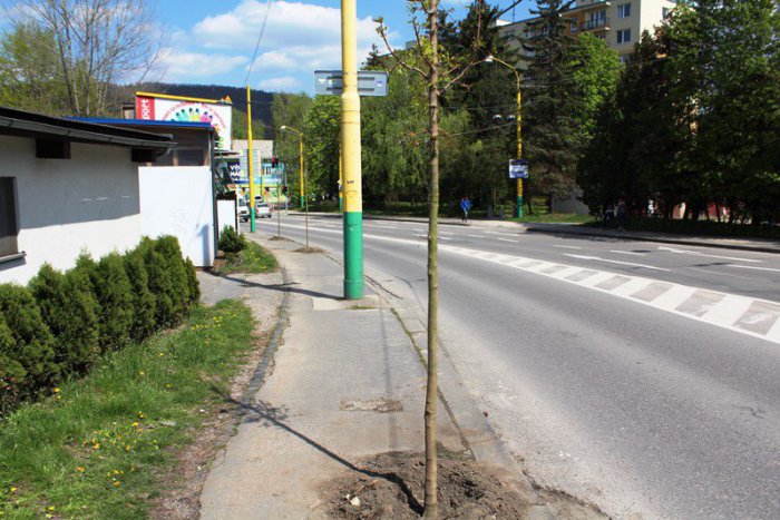 Ilustračný obrázok k článku Žilinská radnica sa stará o novú zeleň: Kde tento rok pribudnú nové stromy?