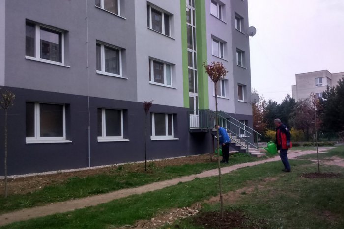 Ilustračný obrázok k článku Výsadba nových stromov v plnom prúde: V Spišskej ich pribudne takmer 150