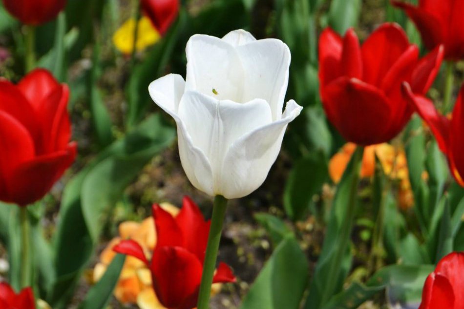 Ilustračný obrázok k článku Jazykový kvet bol pre nadané Michalovčanky hračkou: Knappová, Ňemcová a Šaffová na celoslovenskom finále