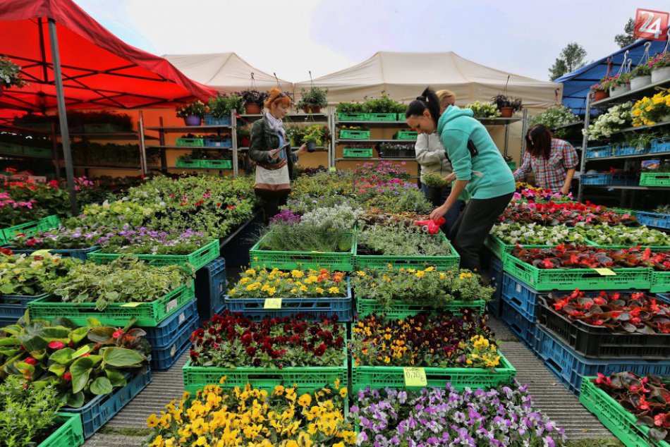 Ilustračný obrázok k článku Námestie rozkvitne do všetkých farieb, Deň kvetov už klope na dvere: Na čo všetko sa môžete tešiť?