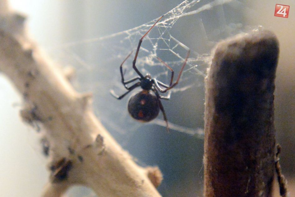 Ilustračný obrázok k článku Návštevníci Horehronského múzea spoznajú hmyz trópov aj živé škorpióny