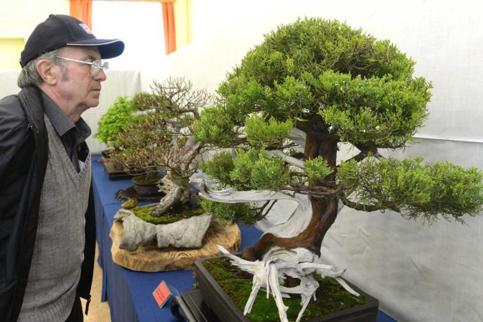 Ilustračný obrázok k článku Výstava s neopakovateľným čarom: Nádherné bonsaje v Botanickej záhrade!