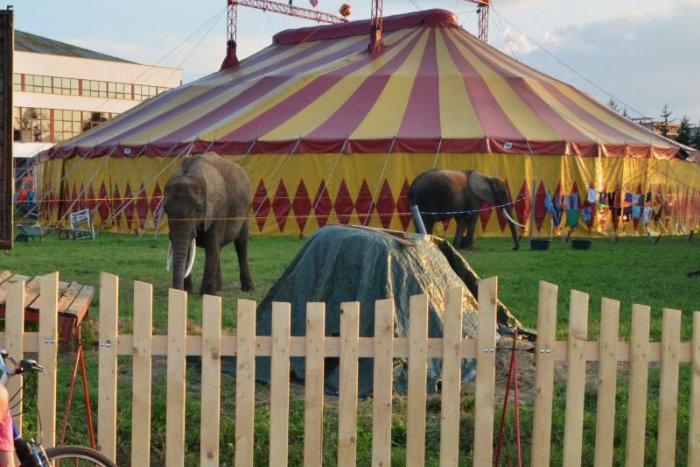 Ilustračný obrázok k článku Keď pôjdete okolo cirkusových maringotiek pozor na vlčiaka - hryzie
