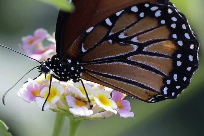 Ilustračný obrázok k článku Jedinečná šou v Košiciach: Liahnutie exotických motýľov uvidia návštevníci naživo
