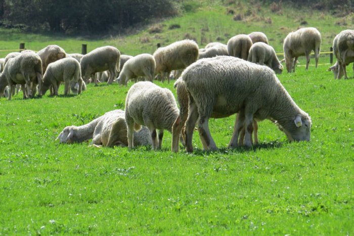 Ilustračný obrázok k článku Teliatka, kozy, kone aj ovce: Park v našom meste sa premení na veľkú farmu