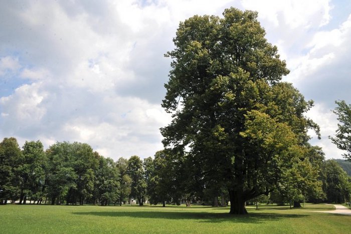 Ilustračný obrázok k článku Možno ani neviete, že vo vašom okolí rastie chránený strom. V Bratislave sú ich desiatky