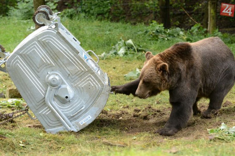 Ilustračný obrázok k článku Rázne opatrenie radnice proti medveďom: Mestské časti s novou povinnosťou