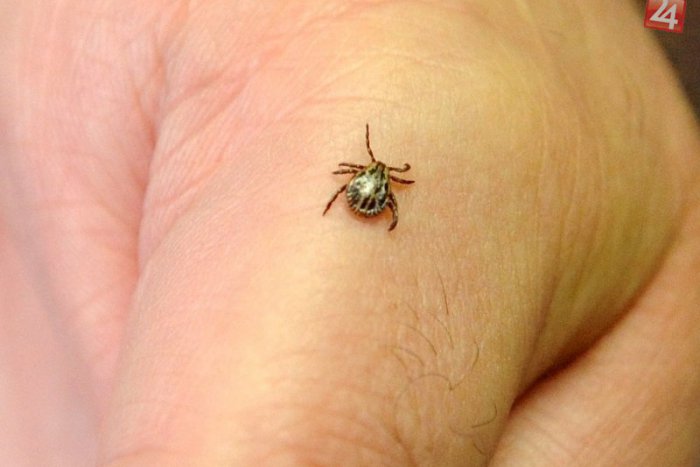 Ilustračný obrázok k článku Kliešťová encefalitída úraduje už aj v Banskej Bystrici. Môže za to ovčí syr?