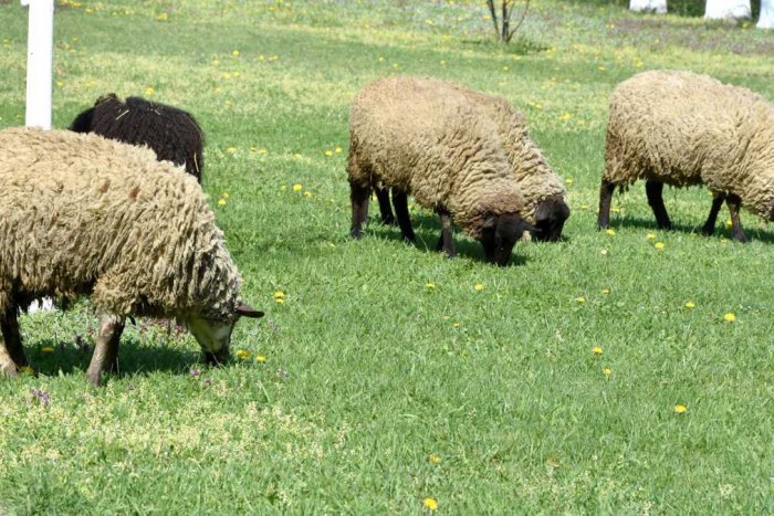 Ilustračný obrázok k článku Odborníci odobrali vzorky z oviec na salaši v Košickej Belej: Prezradili výsledok kontroly