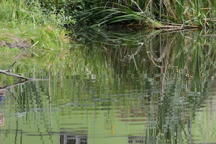 Ilustračný obrázok k článku Podarilo sa im zveľadiť rybník aj okolie: Projekt z Červeníka sa stal ekočinom roka celého kraja