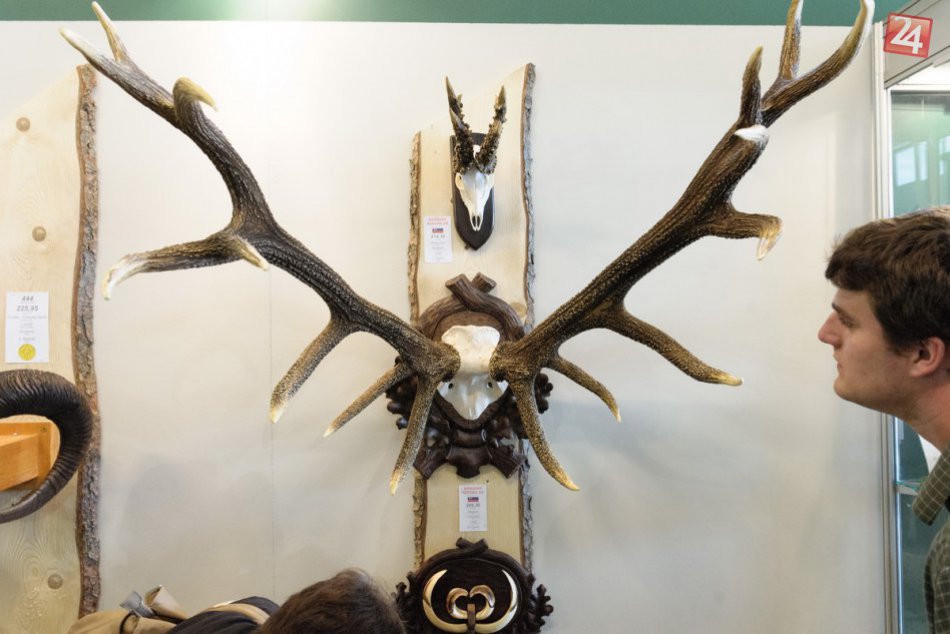 Ilustračný obrázok k článku Marec v Ponitrianskom múzeu: Poľovníci ukážu pod Zoborom svoje trofeje