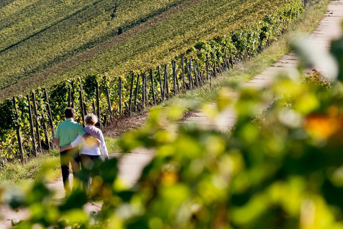 Ilustračný obrázok k článku Tip na parádnu prechádzku: Krásy vinohradov okolia Hlohovca i s prekvapením