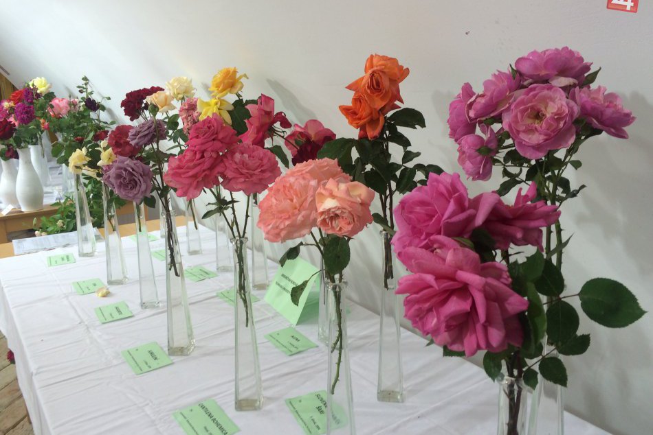 Ilustračný obrázok k článku FOTO: Impozantná hra farieb vo Zvolene. Videli ste už pokope 150 druhov ruží?