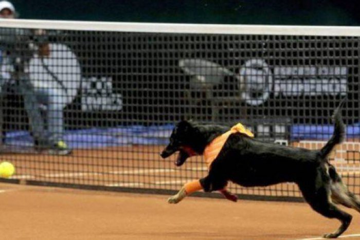 Ilustračný obrázok k článku Loptičky budú tenistom zbierať psí pomocníci: Zberačí loptičiek majú štyri nohy
