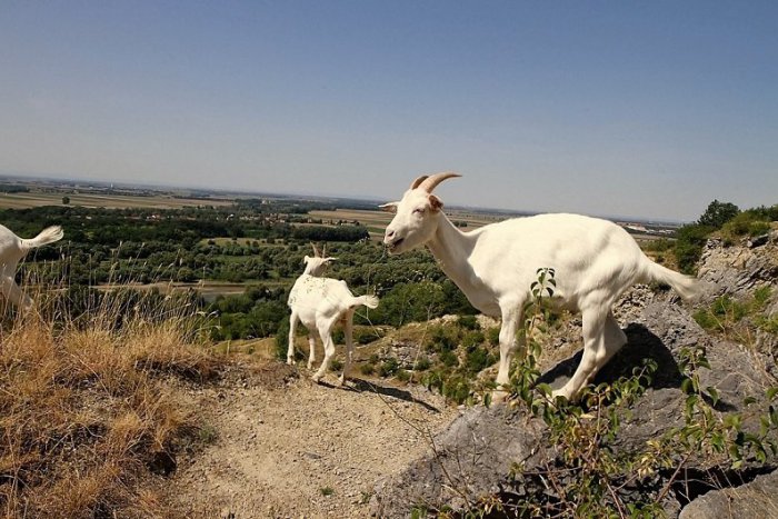 Ilustračný obrázok k článku Adoptujte si kozu, pomôžete prírode