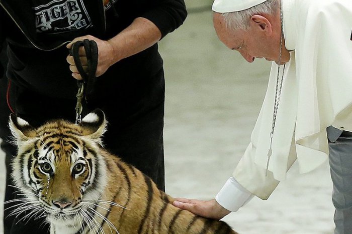 Ilustračný obrázok k článku KURIOZITA DŇA: Pápež František rúca hranice. Vo Vatikáne prijal aj tigra