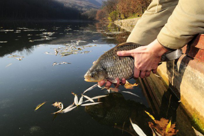 Ilustračný obrázok k článku Pod Tatrami vybudovali prvý rybovod: Konečne umožní rybám migrovať