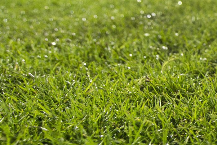 Ilustračný obrázok k článku Na pešej zóne v Trnave nastali zmeny: Namiesto kovových krytov zelená tráva!