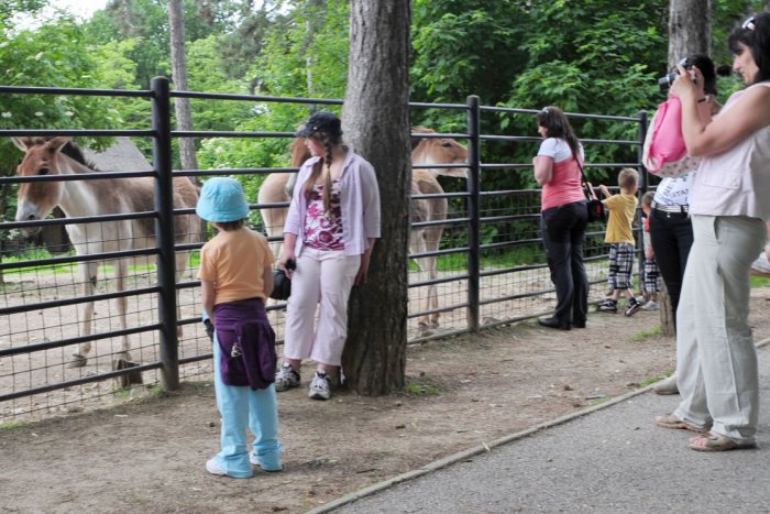 Ilustračný obrázok k článku V košickej Zoo privítali tohtoročného stotisíceho návštevníka: Pocta sa ušla Zlatomoravčanke