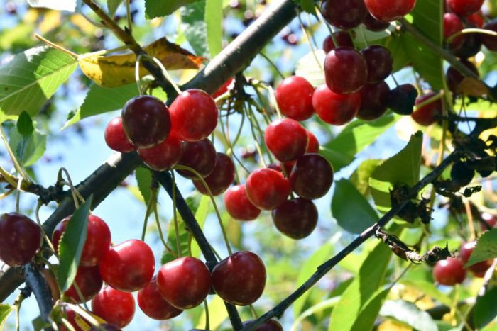 Ilustračný obrázok k článku KURIOZITA DŇA: Čerešňa verzus višňa. Rozdiel je najmä v chrobáčiku!