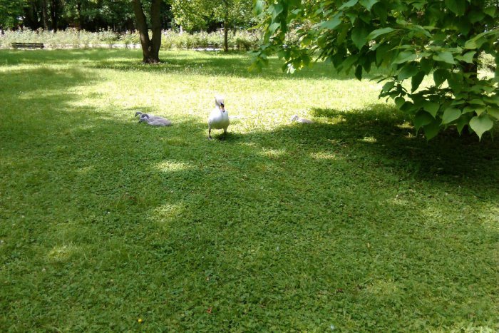 Ilustračný obrázok k článku Veľká atrakcia v Mestskom parku: Lučenec už roky krášlia labute
