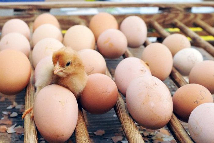Ilustračný obrázok k článku Ako správne skladovať vajíčka v lete? Pozor na kolísavú teplotu