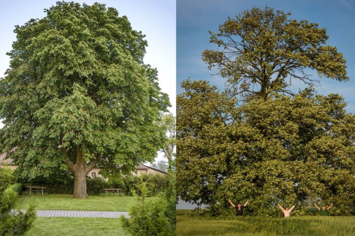 Ilustračný obrázok k článku Hlasujte za strom roka 2016: Medzi finalistami aj dva skvosty z nášho okresu