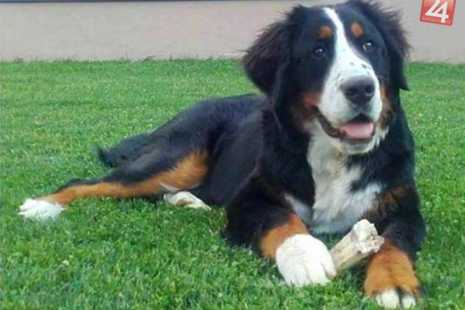 Ilustračný obrázok k článku FOTO: Milujúca rodina z Bystrice stratila psíka. Za nájdenie Sáry sľubuje odmenu
