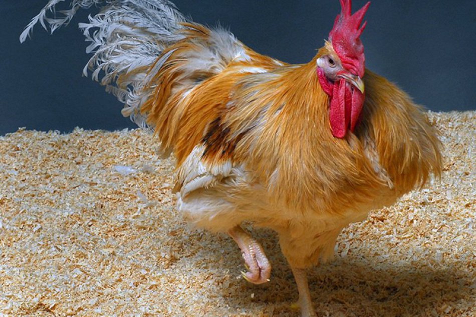 Ilustračný obrázok k článku Nitrianska polícia varuje: V kraji majú úradovať falošní kontrolóri hydiny!