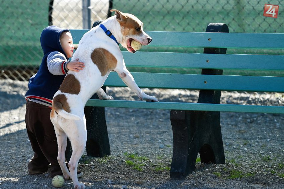Ilustračný obrázok k článku Mestská polícia kontroluje psičkárov: Máte psíka prihláseného v evidencii?