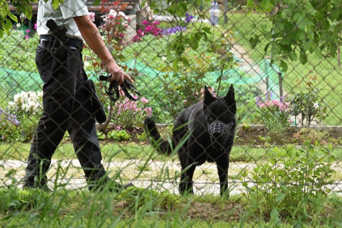 Ilustračný obrázok k článku Parádne VIDEO od policajta Miroslava z Rožňavy: Služobné psy v akcii!
