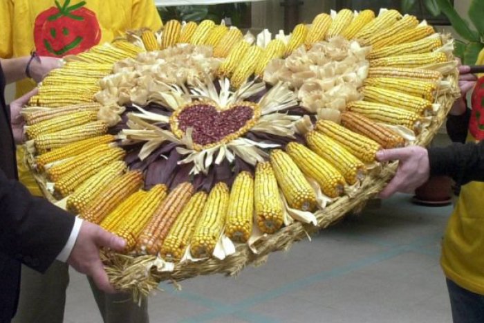 Ilustračný obrázok k článku Žlté zlato z poľa: Je pravda, že sa z kukurice priberá?