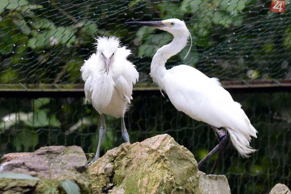 Ilustračný obrázok k článku Bojnická zoo potvrdila nové prípady vtáčej chrípky: Prijali tieto opatrenia