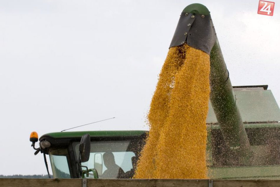 Ilustračný obrázok k článku Poľnohospodári ukončili zber jesenných plodín: V Zámkoch sa darilo kukurici