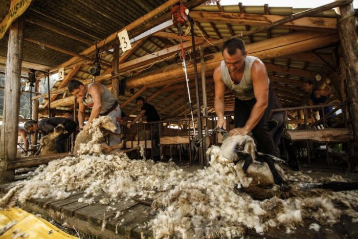 Ilustračný obrázok k článku TIPY NA VÍKEND: Dúhová Bratislava i súťaž v strihaní oviec na Liptove