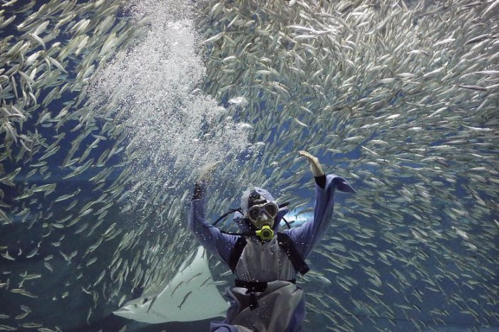Ilustračný obrázok k článku KURIOZITA DŇA: Sardinka nežije v konzerve, je to morská ryba