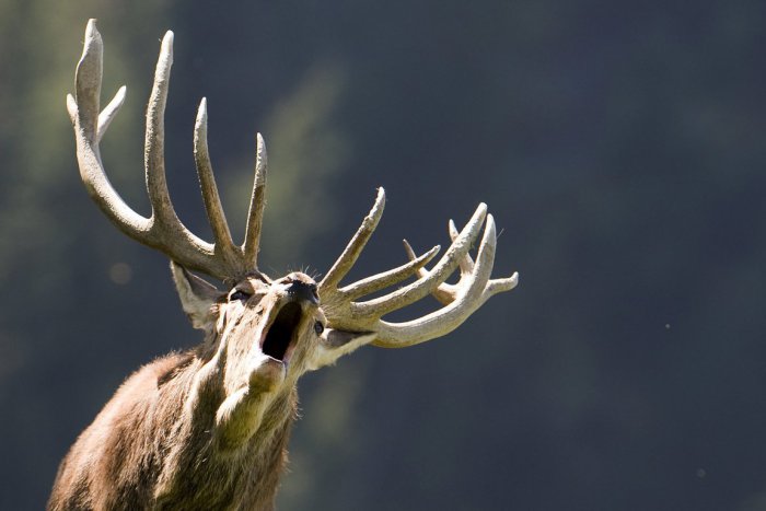 Ilustračný obrázok k článku Unikátne VIDEO z lesa na Horehroní ako dôkaz: Aj jelene majú svoje muchy