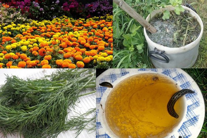 Ilustračný obrázok k článku Záhradkári, zabudnite na chémiu. 15 ekologických trikov namiesto pesticídov