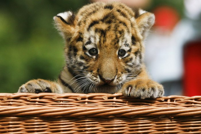 Ilustračný obrázok k článku Neďaleko nášho mesta budú krstiť tigríčatá: Podujatie prinesie bohatý PROGRAM