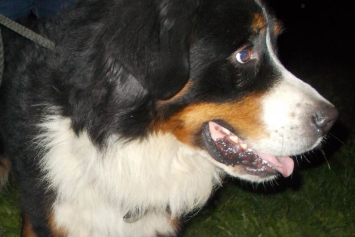 Ilustračný obrázok k článku Pomôžte pri hľadaní majiteľa: Odchytený bol tento pes