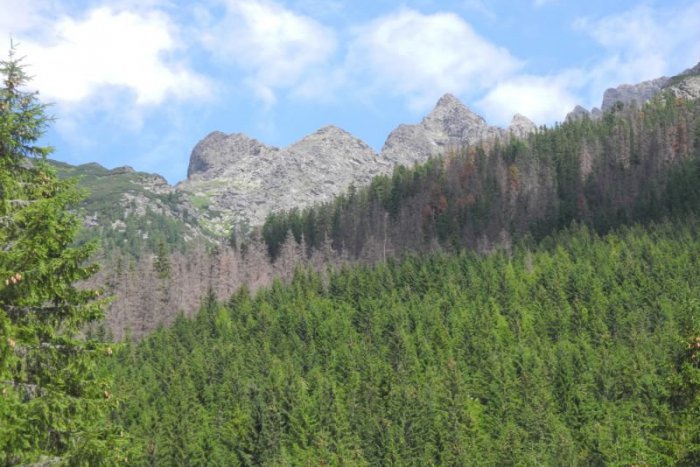 Ilustračný obrázok k článku Lesníci predpovedajú pohromu. Lykožrúta treba zastaviť, inak hrozí katastrofa!