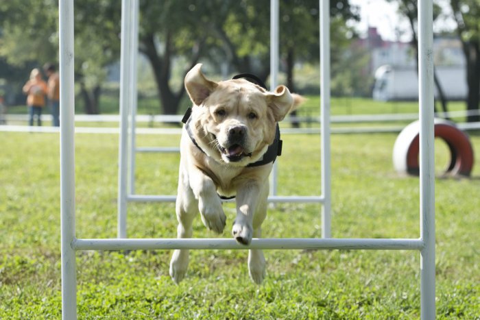 Ilustračný obrázok k článku Karlovešťania podpisujú petíciu za psie parky